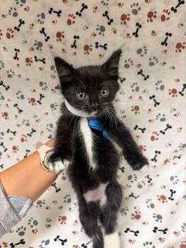 CRUELLA -  Domestic Short Hair Cat for Adoption in Riverside, California - CRUELLA | PetCurious