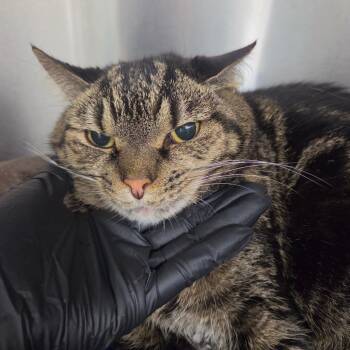 Piper -  Domestic Short Hair Cat for Adoption in Lakeland, Florida - Piper | PetCurious
