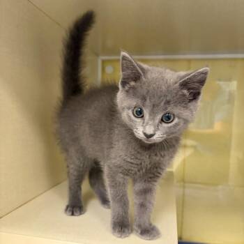 Penelope -  Domestic Short Hair Cat for Adoption in West Olive, Michigan - Penelope | PetCurious
