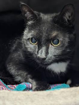 Domestic Short Hair Cats Available for Adoption in Plainfield, New Jersey - Serenity  | PetCurious