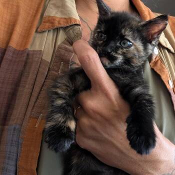 Tart -  Domestic Short Hair Cat for Adoption in NEW PT RICHEY, Florida - Tart | PetCurious