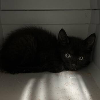 Bubbles -  Domestic Short Hair Cat for Adoption in League City, Texas - Bubbles | PetCurious