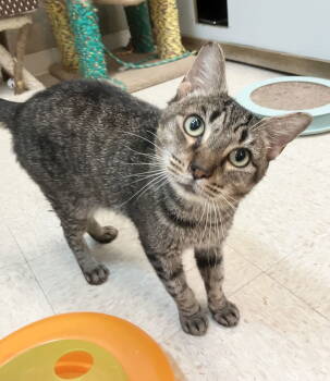 Rescue Tabby and Domestic Short Hair Cats for Adoption in Dublin, Ohio - Hidalgo | PetCurious