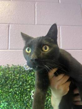 Domestic Short Hair Cats Available for Adoption in El Paso, Texas - Spruce | PetCurious