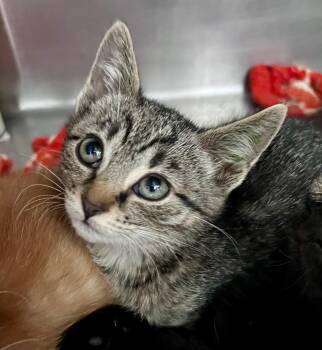 Acton Bell -  Domestic Short Hair Cat for Adoption in Cincinnati, Ohio - Acton Bell | PetCurious