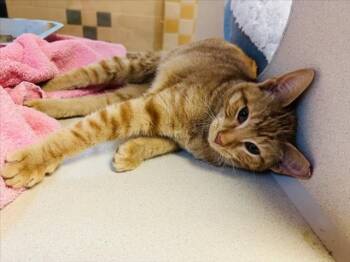 BODHI -  Domestic Short Hair Cat for Adoption in Santa Fe, New Mexico - BODHI | PetCurious