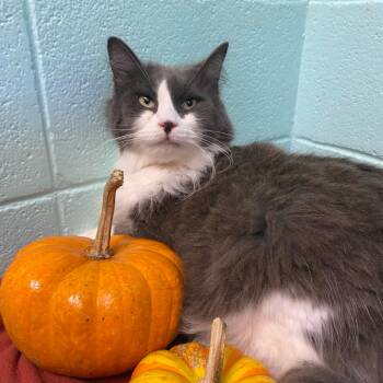 Ezra -  Domestic Medium Hair Cat for Adoption in New York, New York - Ezra | PetCurious