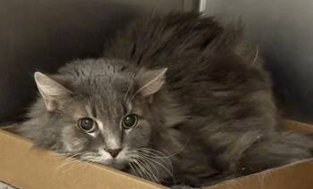 CLOVER -  Domestic Short Hair Cat for Adoption in Brentwood, Missouri - CLOVER | PetCurious