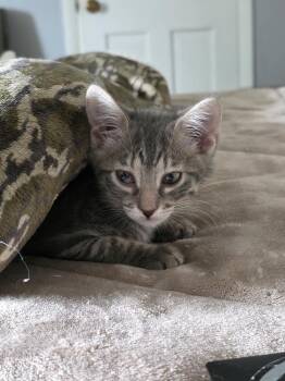 Patti Mae-Q -  Domestic Short Hair Cat for Adoption in Metamora, Illinois - Patti Mae-Q | PetCurious