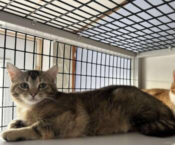 Betsy -  Domestic Short Hair Cat for Adoption in Pine Grove, Pennsylvania - Betsy | PetCurious