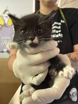 Domestic Short Hair Cats Available for Adoption in Fort Walton Beach, Florida - ARCHIE | PetCurious