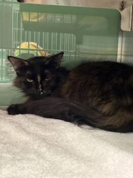 Domestic Long Hair and Domestic Short Hair Cats Available for Adoption in Fort Worth, Texas - Deanna 989951 | PetCurious