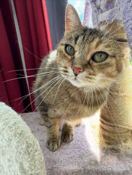 Domestic Short Hair Cats Available for Adoption - Lucy | PetCurious