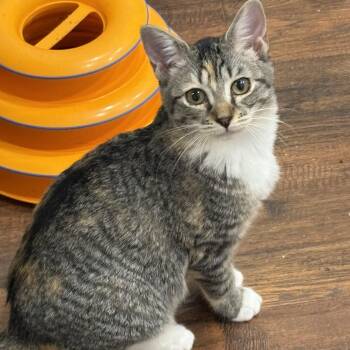 Rescue Domestic Short Hair Cats for Adoption in Beaufort, South Carolina - Honey | PetCurious