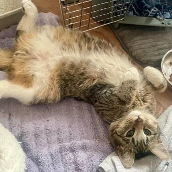 Domestic Short Hair Cats Available for Adoption - Toucan Sam | PetCurious