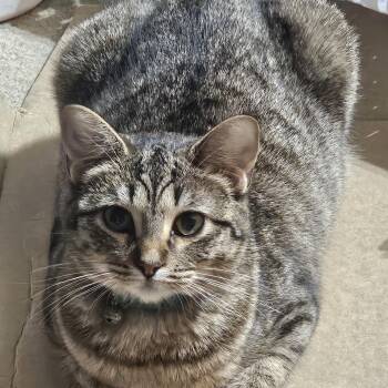 Tabby Cats Available for Adoption in Dallas, Texas - Echo | PetCurious