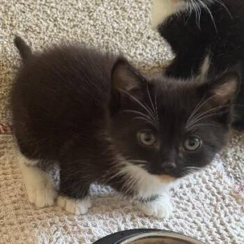 Pepper -  Domestic Medium Hair Cat for Adoption in College Grove, Tennessee - Pepper | PetCurious