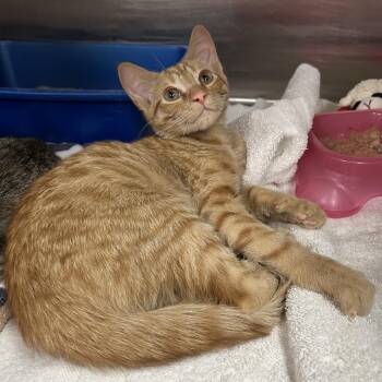 Domestic Short Hair Cats Available for Adoption in La Grange Park, Illinois - Ashoke  | PetCurious