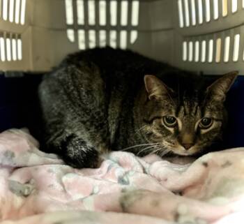 Rescue Domestic Short Hair Cats for Adoption in West Chester, Pennsylvania - Sorscha | PetCurious