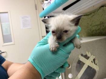Domestic Short Hair and Siamese Cats Available for Adoption in Riverside, California - A1913197 | PetCurious