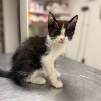 Robin -  Domestic Short Hair Cat for Adoption in Buffalo, Minnesota - Robin | PetCurious
