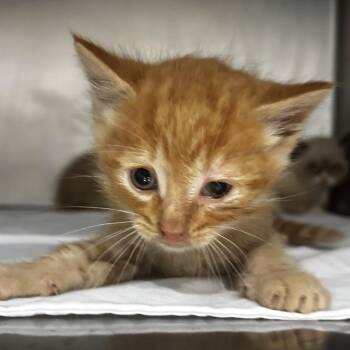Saline -  Domestic Short Hair Cat Available for Adoption in Chattanooga, Tennessee - Saline | PetCurious