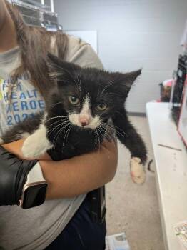 Green Day -  Domestic Short Hair Cat for Adoption in Cincinnati, Ohio - Green Day | PetCurious