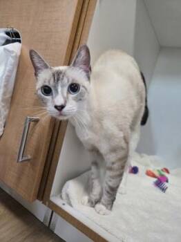 Carrie Underwood -  Domestic Short Hair Cat for Adoption in Savannah, Georgia - Carrie Underwood | PetCurious