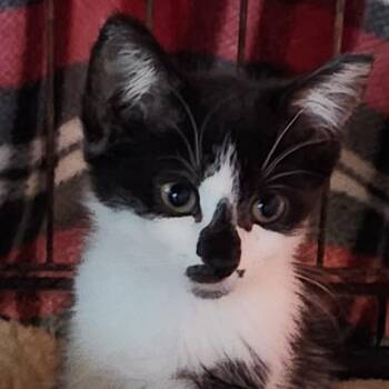 Ivy K46052 -  Domestic Short Hair Cat for Adoption in Corsicana, Texas - Ivy K46052 | PetCurious