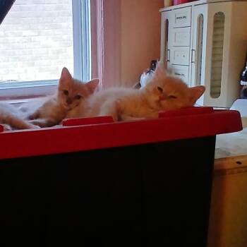 Velma -  Tabby Cat for Adoption in Westland, Michigan - Velma | PetCurious