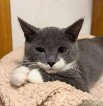 Jessa -  Domestic Short Hair Cat for Adoption in Battle Creek, Michigan - Jessa | PetCurious