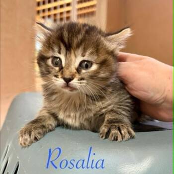 Rosalia -  Domestic Short Hair Cat Available for Adoption in Las Cruces, New Mexico - Rosalia | PetCurious