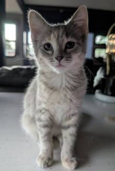 TRIXIE -  Domestic Short Hair Cat for Adoption in Colorado Springs, Colorado - TRIXIE | PetCurious