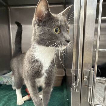 Rescue Domestic Short Hair Cats for Adoption in Port Charlotte, Florida - Whiskey | PetCurious