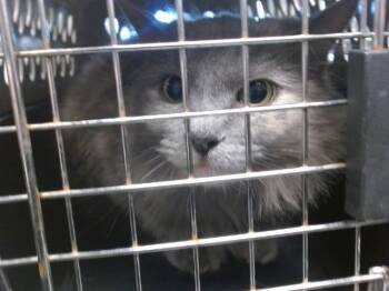 Domestic Long Hair Cats Available for Adoption - CALYPSO | PetCurious