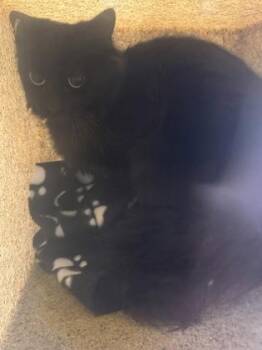 Ash -  Domestic Medium Hair and Domestic Short Hair Cat for Adoption in Missoula, Montana - Ash | PetCurious