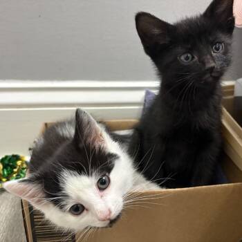 Wooly -  Domestic Short Hair Cat for Adoption in Wilmington, Delaware - Wooly | PetCurious