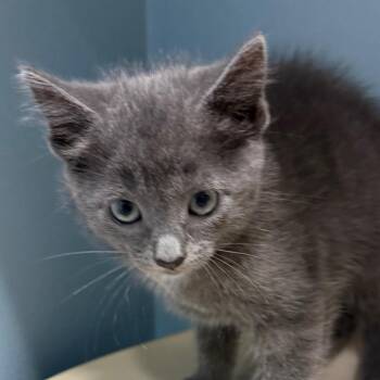 Domestic Short Hair Cats Available for Adoption in Chattanooga, Tennessee - Nikki | PetCurious