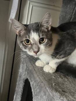 Luke Skywalker -  Domestic Short Hair Cat for Adoption in Glendale, Arizona - Luke Skywalker | PetCurious