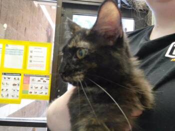 CROUTON -  Domestic Medium Hair Cat for Adoption in Tulsa, Oklahoma - CROUTON | PetCurious