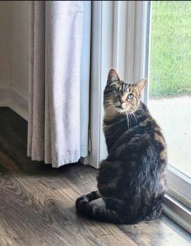 Uno & Stella - 911 -  Tabby Cat for Adoption in Maryville, Tennessee - Uno & Stella - 911 | PetCurious