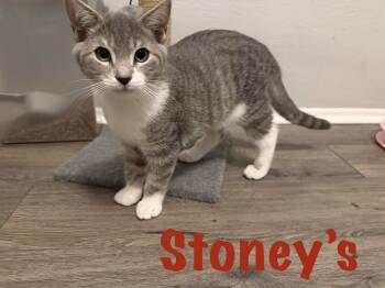 Stoney