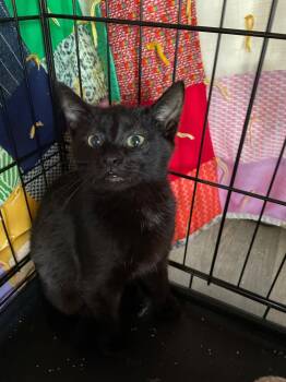 Gucci -  Domestic Short Hair Cat for Adoption in Island Lake, Illinois - Gucci | PetCurious