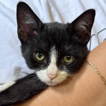 Darian -  Domestic Short Hair Cat for Adoption in Tustin, California - Darian | PetCurious