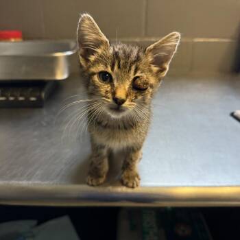 TUSC-Stray-84652 -  Domestic Short Hair Cat for Adoption in Tuscaloosa, Alabama - TUSC-Stray-84652 | PetCurious