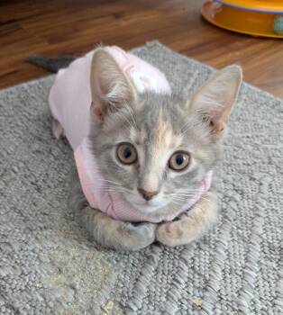 Tempura26 -  Domestic Short Hair Cat for Adoption in Youngsville, North Carolina - Tempura26 | PetCurious
