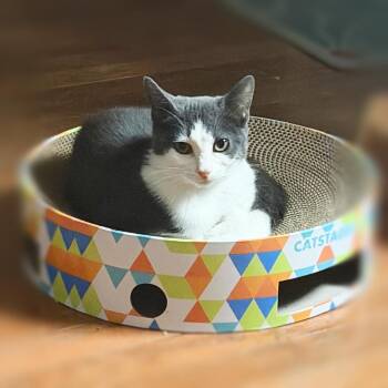 Dani -  Domestic Short Hair Cat for Adoption in Silver Spring, Maryland - Dani | PetCurious