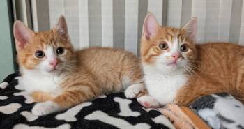Domestic Medium Hair Cats Available for Adoption - Johnny & Carter | PetCurious