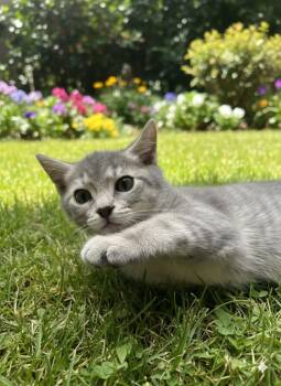 Domestic Short Hair Cats Available for Adoption - Bryson | PetCurious