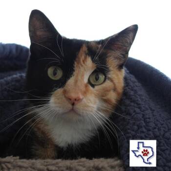 Domestic Short Hair Cats Available for Adoption - Belle | PetCurious
